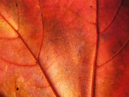 Beautiful and colorful leaf in autumn