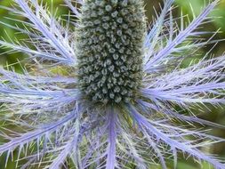 Thistle flower blossomes
