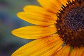 sunflower with dark heart close up