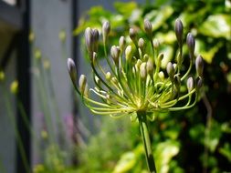 agapanthus is a perennial flowering grass