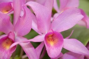 Pink and yellow orchid flowers blossom