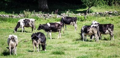black white cows in the meadow on a sunny day