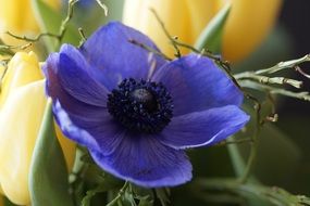 Bouquet of yellow tulips with a blue flower close-up