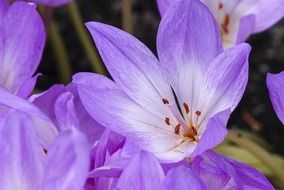 closeup photo of purple autumn crocus flowers