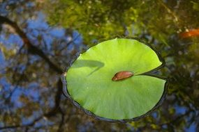 large green leaf of a water lily on a pond