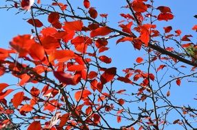 red autumnal leaves of a tree