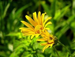 Yellow aster flowers blossom