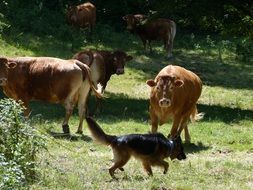 German shepherd is herding cows to pasture