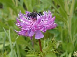 pink flower among green grass in the garden