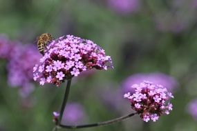 Picture of the purple blossoms and bee