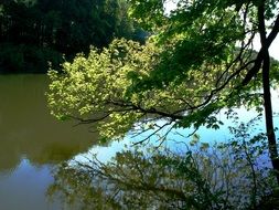 green tree over the forest pond