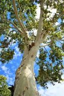 maple tree with white trunk, bottom view