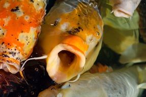carp fish in the pond