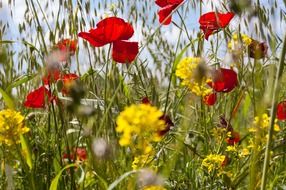 Beautiful red poppy flowers and yellow flowers among the grass