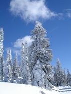 snow covered trees in the mountains on a sunny day