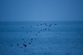 birds flock flying over blue ocean