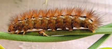 crawling fluffy caterpillar