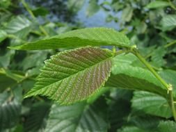 green leaves of a plant