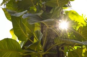 green vine leaves sunlight view