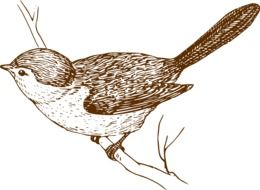 painted songbird on a branch as an illustration