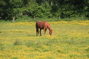 brown horse pasturing at yellow meadow on a sunny day