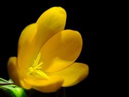 yellow flower plant macro