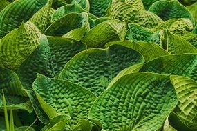 green leaves of flowers