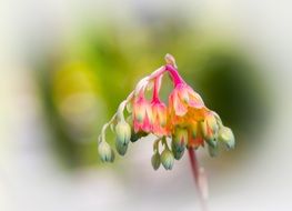 echeveria blossoms