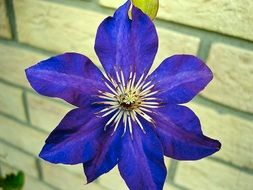 bright blue clematis on wall background