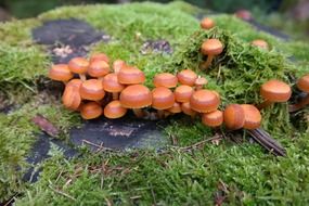 sheathed woodtuft mushrooms