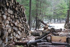 wood logs stack pile winter forest