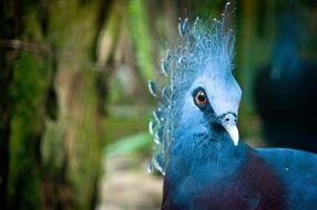 Close-up of the beautiful blue peacock head with red eye