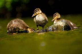 closeup photo of wet wild duck platyrhynchos in the water