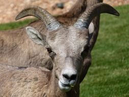 mountain sheep in British Columbia