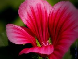 Beautiful blooming pink and red gradient flowers of a garden plant