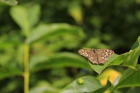 Beautiful colorful butterfly on the green leaf