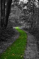 Green path among the forest