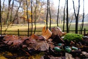 autumn leaves on the moss