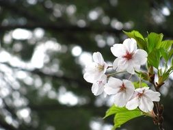 beautiful white cherry blossoms