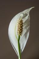 photo of White flower bud