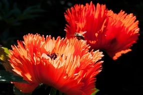 ornamental poppies bloom in the sun close-up