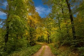 path in forest autumn trees colorful