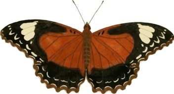 Black-and-brown butterfly with white spots