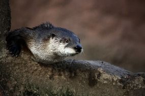 otter in wild nature close-up