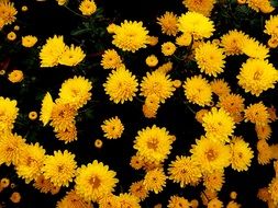 yellow chrysanthemum in the greenhouse