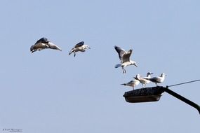 incredible birds