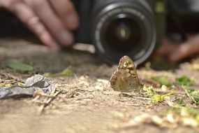 Photographer and a butterfly