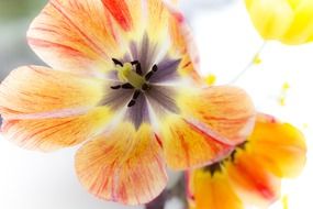 tulips as a game of colors