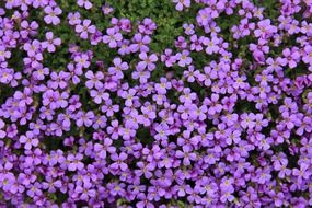 small purple flowers on a bush in the garden