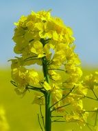 yellow rapeseed on the background of the field on a blurred background